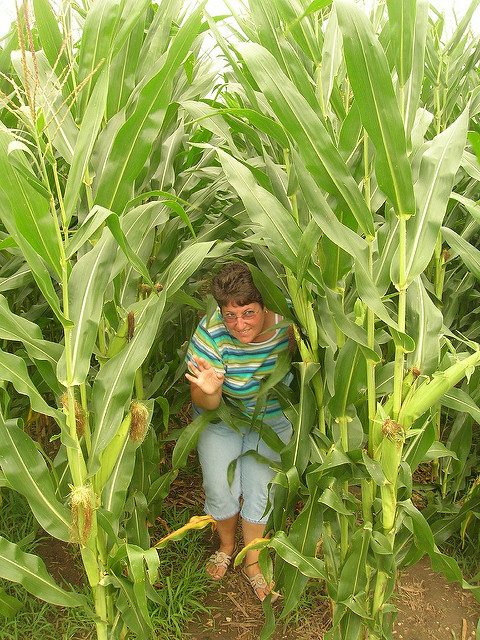 Field of Dreams: Hollywood made this small patch of farmground one