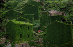 The sides of abandoned homes on a hill covered in green foliage, a person walking between buildings