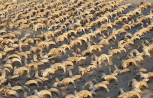 Rows of ram skulls.