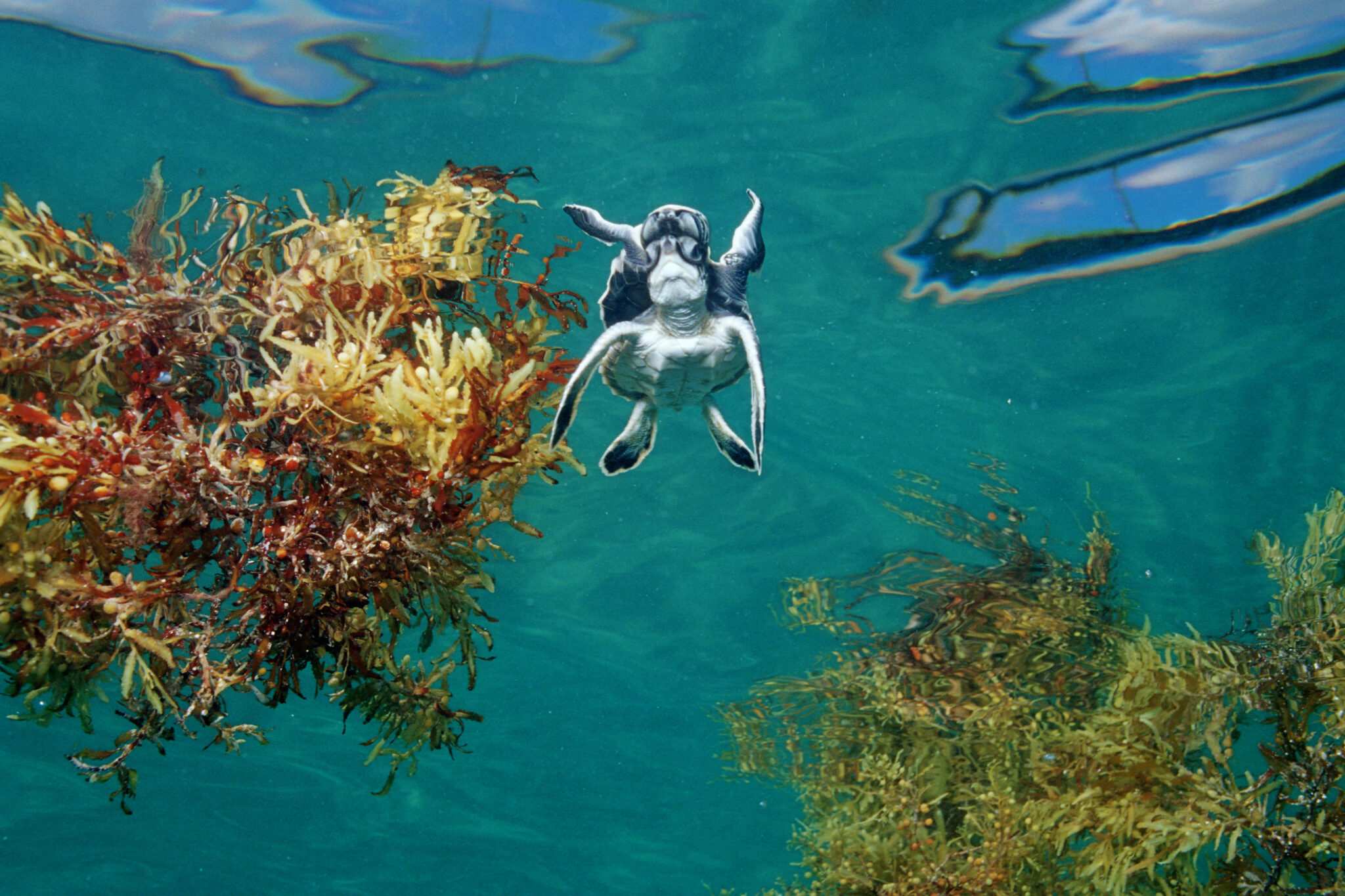 Seaweed Blobs What Are They And How Do They Impact Ocean Life