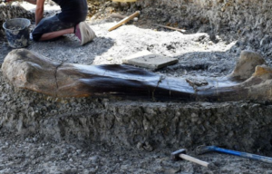 Palaeontologist kneeling near a fossilized sauropod bone