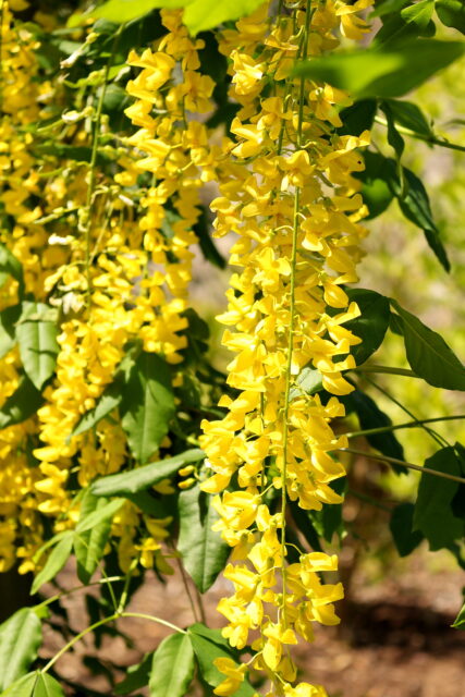 Laburnum flowers.