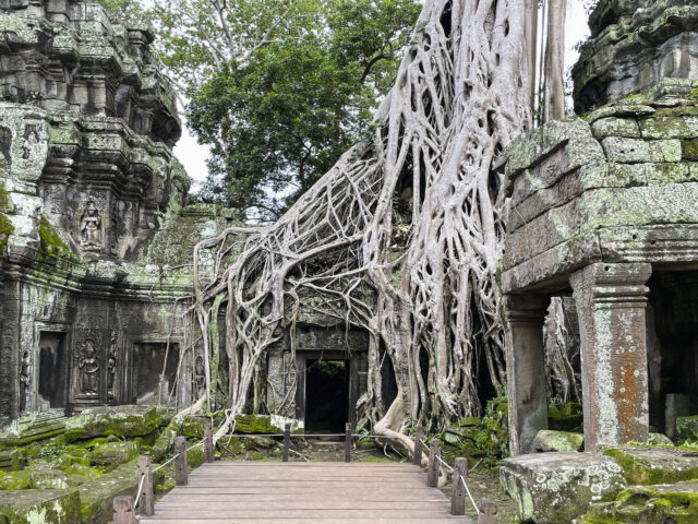 A door at Angkor Wat covered in tree roots.