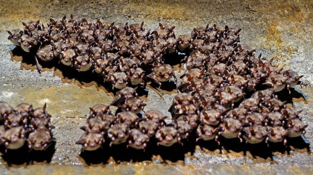 Bats crowded together on a wall at the Ostwall Fortifications