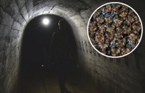 Man standing in a dark tunnel at the Ostwall Fortifications + Group of bats crowded together