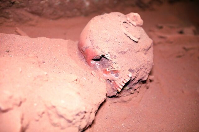 Close-up of a partially-unearthed skeleton