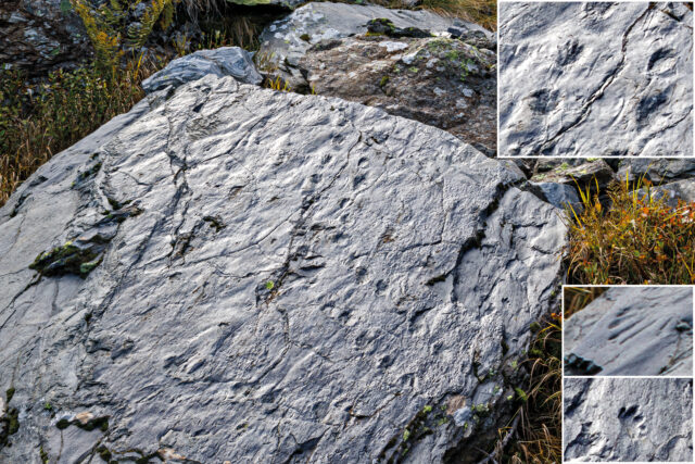 Multiple images of fossilized footprints in a large rock