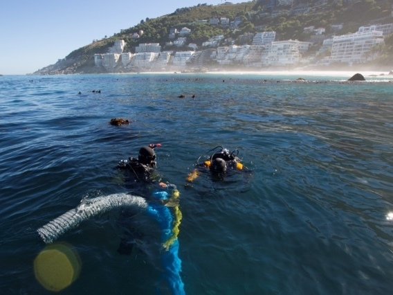 Divers breaching the ocean's surface